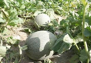 娱乐吃瓜酱紫,吃瓜群众酱紫解读热点事件 第3张 娱乐吃瓜酱紫,吃瓜群众酱紫解读热点事件 第3张